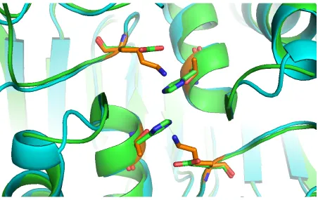 Figure 1.7: Dimer-interface of caspase-3 and caspase-8 between α5-helix and loop5. Thestructural of caspase-3 and caspase-5 are aligned