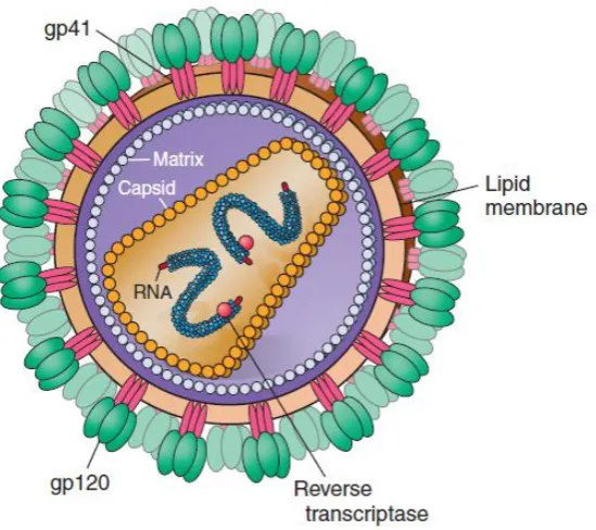 Figure 1: Structure of HIV-1 (Adapted from Harrison’s Principles of Internal Medicine, 19th edition) 
