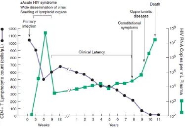 Figure 3: Viral load and CD4+ cell count during the course of disease in an untreated individual