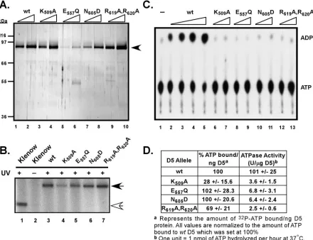 FIG. 7. Biochemical analysis of site-directed D5 mutants. (A) Expression and puriﬁcation of 3XFLAG-D5 proteins containing site-directedmutations in conserved motifs