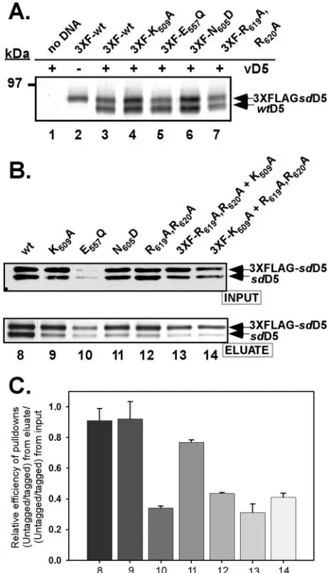 FIG. 8. Participation of conserved family domains in D5 oligomer-ization. (A) The site-directed D5 mutants retained the ability to inter-