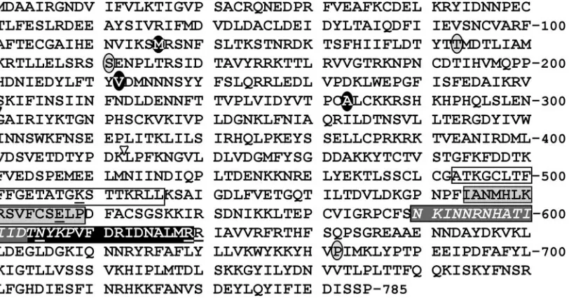FIG. 1. Predicted sequence of the D5 protein and identiﬁcation of conserved domains and sites affected in temperature-sensitive andsite-directed mutants