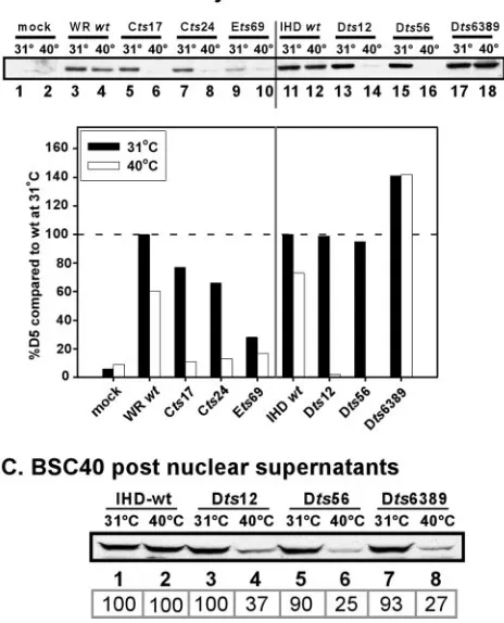 FIG. 4. Analysis of accumulation and solubility of tsing infections performed at permissive and nonpermissive temperatures.BSC40 (A) or L929 (B) cells were either mock infected or infected withthe various WR and IHD strains at an MOI of 10 and maintained a