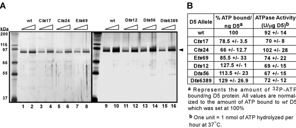 FIG. 5. Comparative analysis of the ATP binding and hydrolysis activities of wtstandards are indicated on the left, with their masses shown in kilodaltons