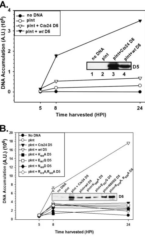 FIG. 6. Transient expression of wtsynthesis when CDNA replication. (A) Transient expression ofrescues viral DNA synthesis