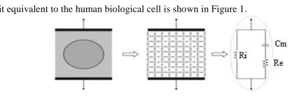 Fig. 1.  Equivalent Circuit for Biological Cells 