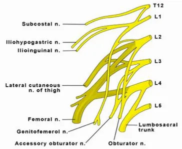 Fig:1 –Formation of lumbar plexus. 