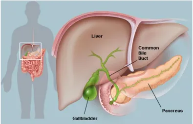 Figure 1: Structure of gallbladder 