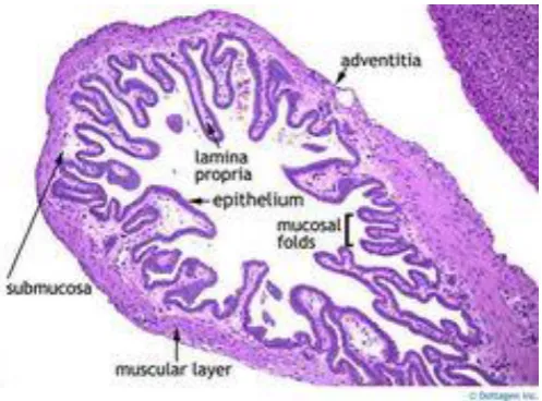 Figure 3: Gallbladder histology 