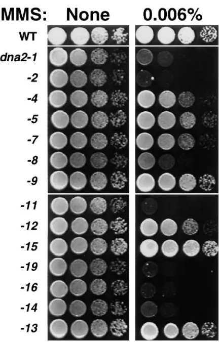 Figure 2.—MMS sensitivity oftypeinto the genome;the remainder are 7720-x) as labeled were grown to saturationand aliquots of 10-fold serial dilutions were placed on platescontaining 0.006% MMS and photographed after 4 days at 26 dna2 strains