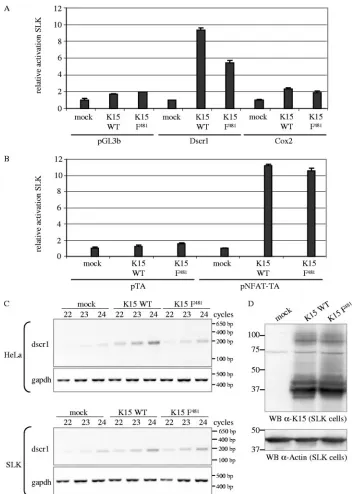 FIG. 5. K15 activates the cox-2cotransfected with 3with 22, 23, or 24 PCR cycles was performed with dscr1-for and dscr1-rev primers amplifying a spliced transcript of 196 bp