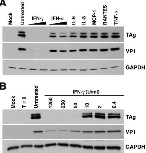 TABLE 1. Sequences of primers and probes used in this study