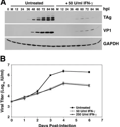 FIG. 2. BKV replication kinetics in the presence of IFN-�. RPTEcells were infected with the TU strain of BKV at an MOI of 0.5 and