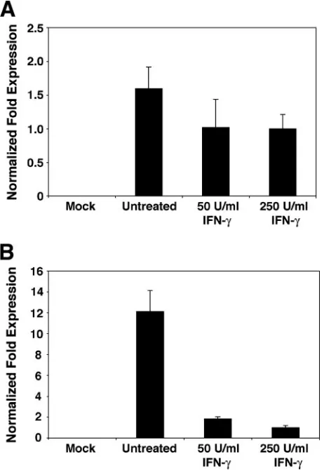 FIG. 3. Effect of IFN-�RPTE cells were infected with the TU strain of BKV at an MOI of 0.5and treated with 50 or 250 U/ml IFN-and total cell RNA was prepared at (A) 48 or (B) 96 h postinfection.The level of TAg transcripts in each sample was determined usi