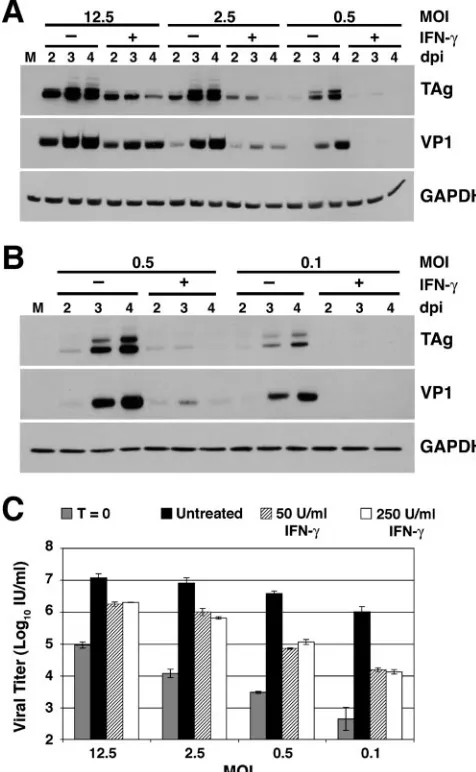 FIG. 4. Effect of IFN-�was harvested at 2, 3, and 4 days postinfection and analyzed by West-ern blotting, probing for TAg, VP1, and GAPDH