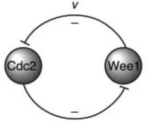 Figure 3.3: Schematic depiction of the simpliﬁed Cdc2-cyclin B/Wee1 mutually in-hibitory system [3]