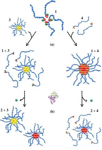 Figure 5. Schematic representation of self-assembly behaviour of dual component systems