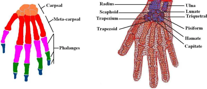 Figure 6. Final mesh of the hand