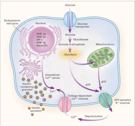 Figure 1.  Model of a pancreatic beta cell and the proteins implicated in MODY 