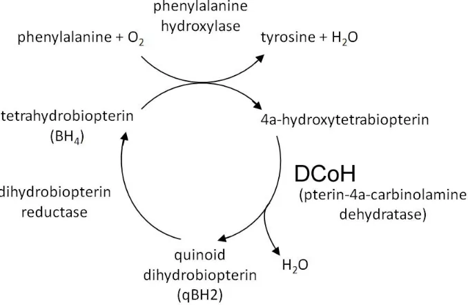 Figure 3.  DCoH is a metabolic enzyme.   