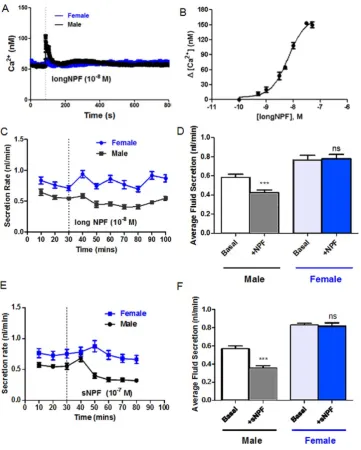 Figure 6. Male-specific signalling by Neuropeptide F and short neuropeptide F. (A) Typical traces showing differential real-time cytosoliccalcium signalling in male tubules