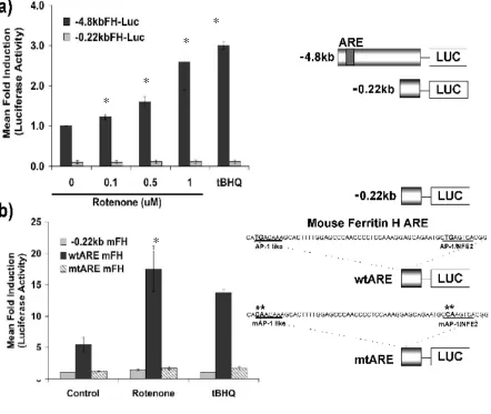 Fig. 3  Transcriptional activation of ferritin H by rotenone. a) NIH3T3 cells were transfected via electroporation with 0.5 ug of either -0.22 kb FH or -4.8 kb FH firefly luciferase promoter reporter constructs