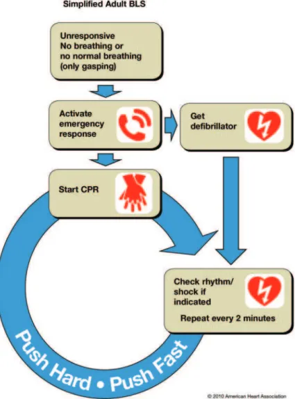 Figure 1. Simplified adult BLS algorithm.