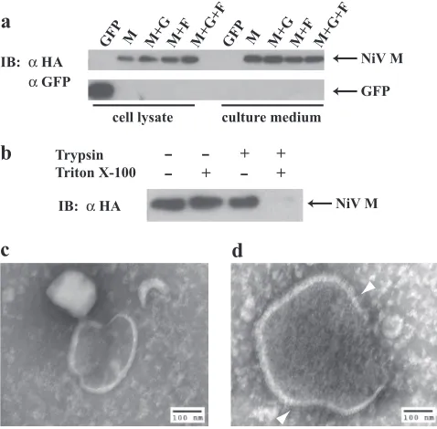 FIG. 1. NiV M can bud from transfected cells and form virus-likeparticles. (a) HEK 293T cells were transfected as indicated with an