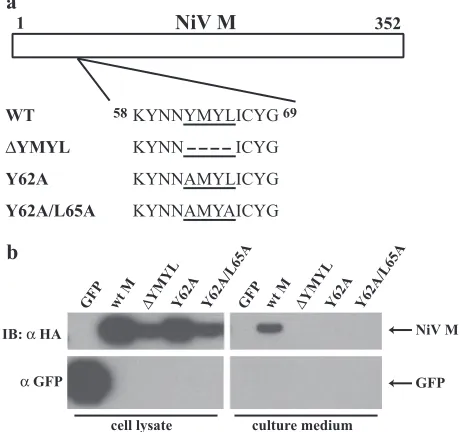 FIG. 2. Budding of NiV VLPs is dependent on the presenceYMYL. (a) Illustration of NiV M YMYL mutant constructs