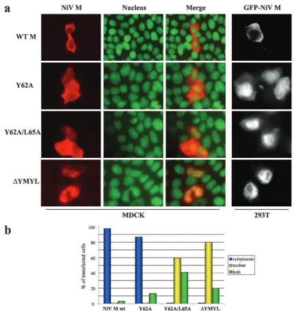 FIG. 3. Localization of wild-type and YMYL mutant NiV M proteins in transfected cells