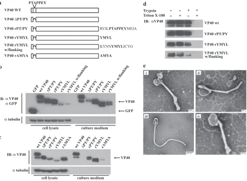 FIG. 4. NiV M wild-type (WT) and YMYL mutant proteins self-associate. 293T cells were transfected as indicated with FLAG- or