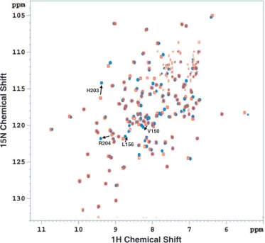 FIG. 1. Locating residues within the T-ag OBD chemical shift differences for selected residues (e.g., Val150, Leu156, His203, and Arg204) are indicated