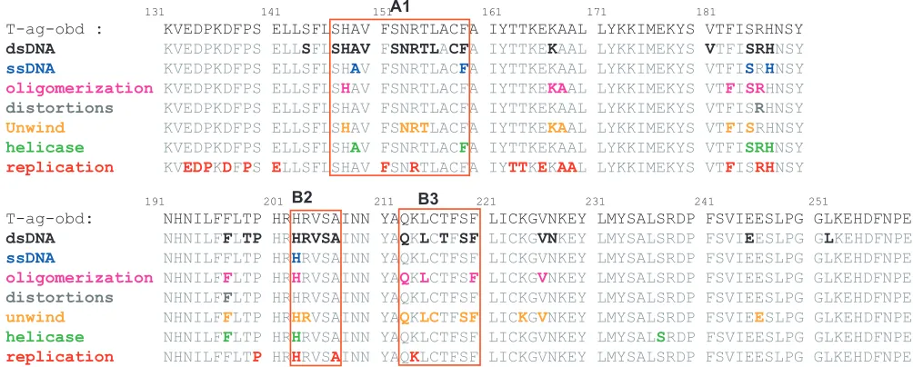FIG. 5. The distribution of replication-defective mutations within the T-ag OBDin the T-ag OBDthe T-ag OBDstranded DNA substrates (dsDNA), binding to ssDNA, oligomerization on origin-containing DNA, DNA distortions of the origin ﬂanking regions,the ability