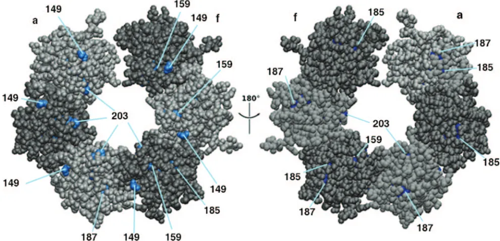 FIG. 7. Mutational-based evidence that one face of the T-ag OBD spiral contains a binding surface for ssDNA