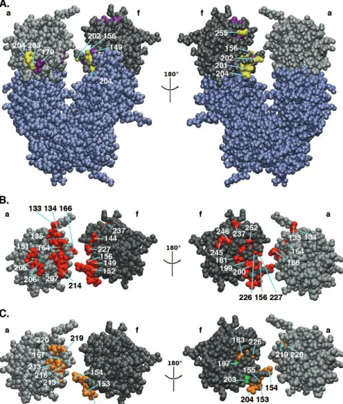 FIG. 8. Evidence that ssDNA interacts with residues situated in the gap in the T-ag OBD
