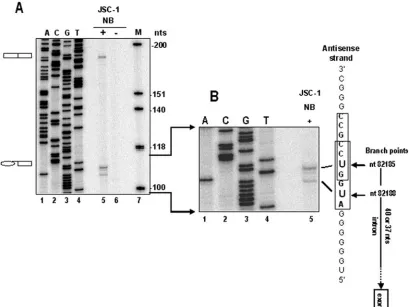 FIG. 2. Splicing of the ORF56/57 intron is mediated through two alternative branch points