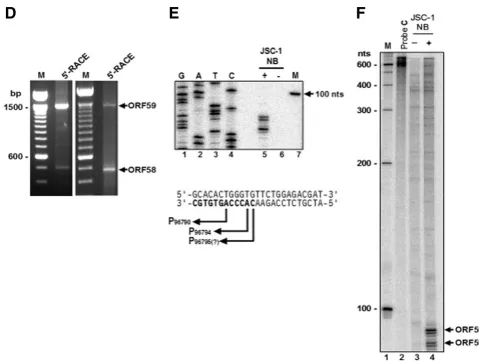 FIG. 4. Mapping of the KSHV ORF58 and ORF59 transcription start sites. (A) Schematic diagrams of KSHV ORF58 and ORF59 ORFs andtheir transcripts