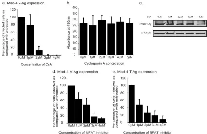 FIG. 1. NFAT activity is required for JCV infection. (a) SVG-A cells were treated with various concentrations of CsA (Sigma) 6 h prior toinfection