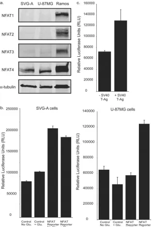 FIG. 2. NFAT4 is functionally active in glial cells. (a) NFAT expression in SVG-A and U-87MG whole-cell lysates