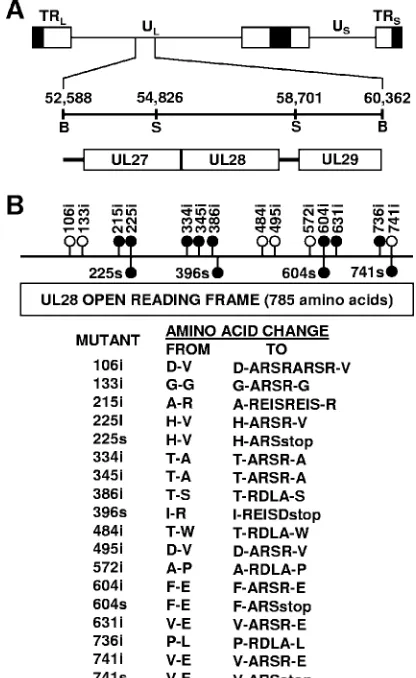 FIG. 1. (A) Physical map of the HSV-1 genome showing the loca-tion of the UL27, UL28, and UL29 genes