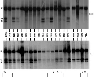 FIG. 3. Expression of UL28 protein from wild-type HSV-1 and UL28 mutant viruses. Vero cells were infected with the indicated virus at anMOI of 5 PFU per cell