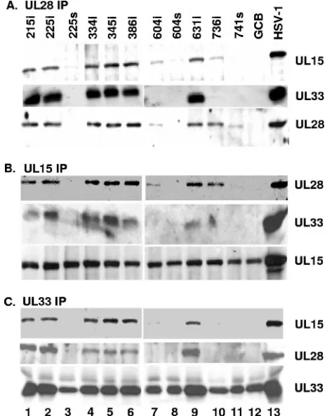 FIG. 6. Reciprocal immunoprecipitation of UL28 mutant virusesbearing lethal mutations