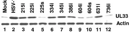 FIG. 7. UL33 detected by immunoblot analysis. CV33 cells weremock transfected or transfected with plasmids expressing the wild-type