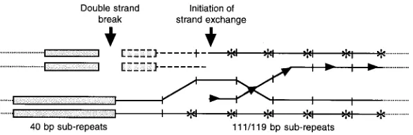 Figure 7.—Model detailing bias of the cross-by the site of Holliday junction resolution