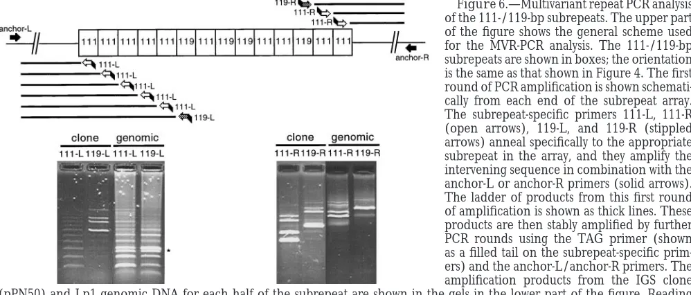 Figure 6.—Multivariant repeat PCR analysis(pPN50) and Lp1 genomic DNA for each half of the subrepeat are shown in the gels in the lower part of the ﬁgure
