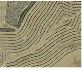 Figure 1.3 Two row alley farming on the contour near Trayning WA. 