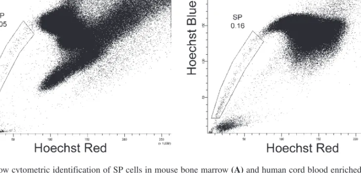 Fig. 1. Flow cytometric identification of SP cells in mouse bone marrow (A) and human cord blood enriched for CD34 + cells (B)