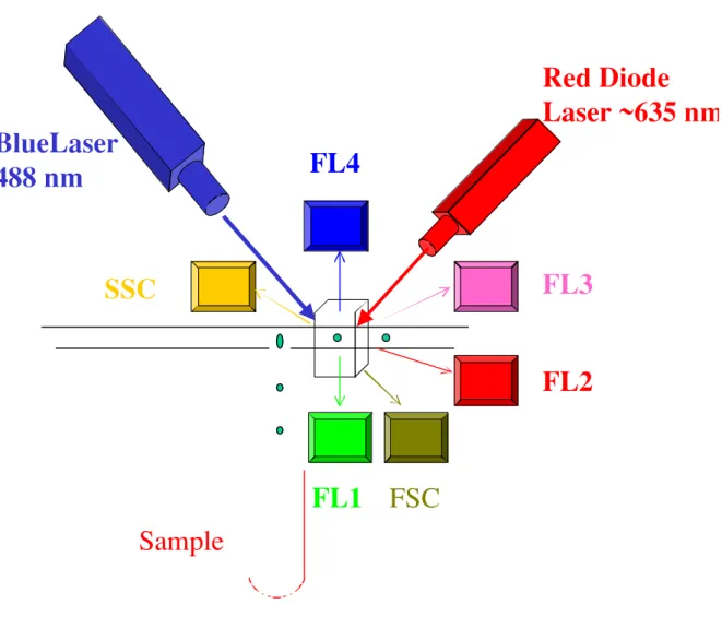 Figure 2. Optics. The optics of a cytometer equipped with two lasers and the detectors for six parameters.