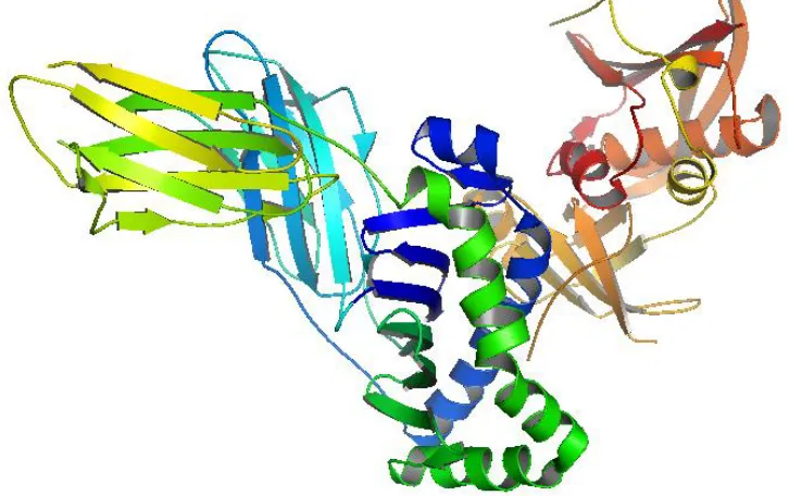 Figure 1: The schematic representation of HLA-DR class II MHC molecules 