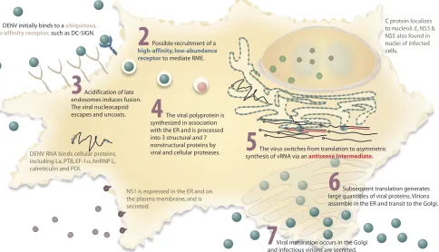 FIG. 1. Intracellular life cycle of dengue virus. DENV binds (step 1) and enters (step 2) cells via an uncharacterized receptor(s) by RME.Endosomal acidiﬁcation (step 3) results in an irreversible trimerization of the viral E protein, exposing the fusion d